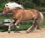 Avelignese  | Horse | Horse Breeds