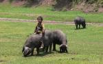 Kele - pig breeds | goris jishebi | ღორის ჯიშები