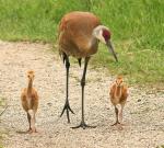 Sandhill Crane - Bird Species | Frinvelis jishebi | ფრინველის ჯიშები