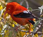 Iiwi - Bird Species | Frinvelis jishebi | ფრინველის ჯიშები