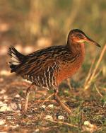 King Rail - Bird Species | Frinvelis jishebi | ფრინველის ჯიშები