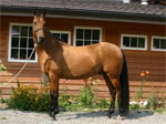 Akhal-Teke | Horse | Horse Breeds