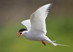 Arctic Tern - Bird Species | Frinvelis jishebi | ფრინველის ჯიშები