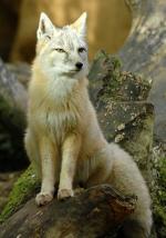 Corsac Fox - fox species 