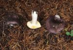Russula murrillii - fungi species list A Z