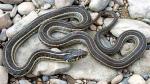 MEXICAN GARTERSNAKE <br /> Thamnophis eques | Snake Species