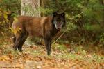 The British Columbian Wolf - wolf species | mglis jishebi | მგლის ჯიშები