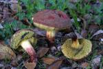 Boletus dryophilus - fungi species list A Z