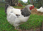Brahma - chicken breeds List | qatmis jishebi | ქათმის ჯიშები
