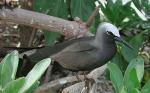 Black Noddy - Bird Species | Frinvelis jishebi | ფრინველის ჯიშები