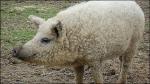 Mangalitza - pig breeds | goris jishebi | ღორის ჯიშები