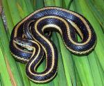 Thamnophis gigas - Giant Gartersnake | Snake Species