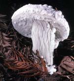 Hypomyces chrysospermus - Fungi Species