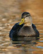 American Black Duck - Bird Species | Frinvelis jishebi | ფრინველის ჯიშები