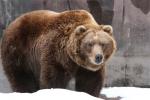 Grizzly Bear - bears species | datvis jishebi | დათვის ჯიშები