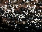 Henningsomyces candidus - Fungi Species