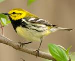 Black-throated Green Warbler - Bird Species | Frinvelis jishebi | ფრინველის ჯიშები