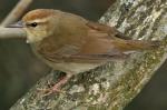 Swainson's Warbler - Bird Species | Frinvelis jishebi | ფრინველის ჯიშები