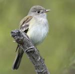 Alder Flycatcher - Bird Species | Frinvelis jishebi | ფრინველის ჯიშები
