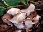 Hohenbuehelia petaloides - fungi species list A Z