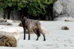 The Vancouver Island Wolf - wolf species | mglis jishebi | მგლის ჯიშები
