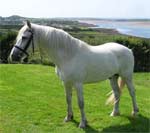 Connemara | ცხენი | ცხენები | ცხენის ჯიშები
