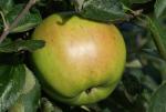 Rhode Island Greening - Apple Varieties | vashlis jishebi | ვაშლის ჯიშები