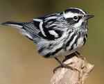 Black-and-white Warbler - Bird Species | Frinvelis jishebi | ფრინველის ჯიშები