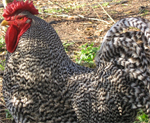 Dominique - chicken breeds List | qatmis jishebi | ქათმის ჯიშები