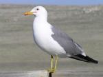 California Gull - Bird Species | Frinvelis jishebi | ფრინველის ჯიშები
