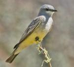 Cassin's Kingbird - Bird Species | Frinvelis jishebi | ფრინველის ჯიშები