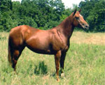 American Quarter Horse | ცხენი | ცხენები | ცხენის ჯიშები