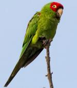 Red-masked Parakeet - Bird Species | Frinvelis jishebi | ფრინველის ჯიშები