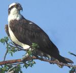Osprey - Bird Species | Frinvelis jishebi | ფრინველის ჯიშები
