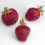 Winona | Strawberry Species 