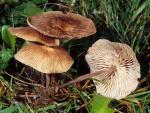 Gymnopus subpruinosus - Fungi Species