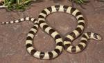 Chionactis occipitalis occipitalis - Mohave Shovel-nosed Snake | Snake Species