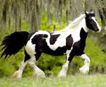 American Bashkir - Horse Breeds | ცხენის ჯიშები| cxenis jishebi