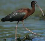Glossy Ibis - Bird Species | Frinvelis jishebi | ფრინველის ჯიშები