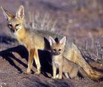 Cape Fox - fox species 