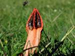 Lantern Stinkhorn: Lysurus mokusin - Fungi Species