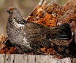 Dusky Grouse - Bird Species | Frinvelis jishebi | ფრინველის ჯიშები