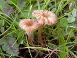Omphalina pyxidata - fungi species list A Z