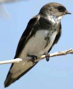 Bank Swallow - Bird Species | Frinvelis jishebi | ფრინველის ჯიშები