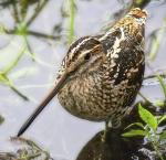 Common Snipe - Bird Species | Frinvelis jishebi | ფრინველის ჯიშები