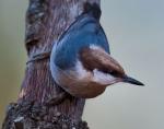 Brown-headed Nuthatch - Bird Species | Frinvelis jishebi | ფრინველის ჯიშები