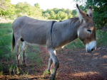 Mary Donkey - donkeys breeds | viris jishebi | ვირის ჯიშები