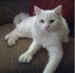 American Polydactyl - cat Breeds list | კატის ჯიშები | katis jishebi