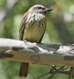 Sulphur-bellied Flycatcher - Bird Species | Frinvelis jishebi | ფრინველის ჯიშები