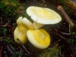 Hygrophorus chrysodon - Fungi Species